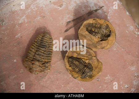 Fossiles de trilobites Trilobyte de montagnes de l'Atlas au Maroc. Banque D'Images