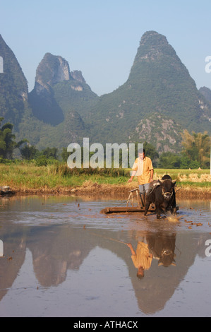 L'homme à l'aide de Bull pour labourer le champ de Paddy, Yangshuo Banque D'Images