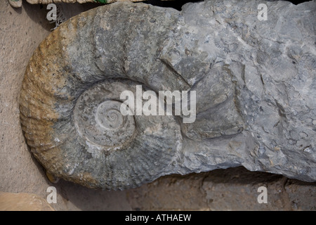 Pierre fossile d'ammonite, Close up, trouvés dans les montagnes de l'Atlas, au Maroc. Datées du jurassique il y a environ 200 millions d'années Banque D'Images