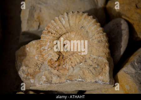 Pierre fossile d'ammonite, Close up, trouvés dans les montagnes de l'Atlas, au Maroc. Datées du jurassique il y a environ 200 millions d'années Banque D'Images