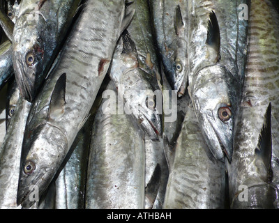 Poisson-roi frais au marché aux poissons de Billingsgate, Londres, Royaume-Uni. Banque D'Images