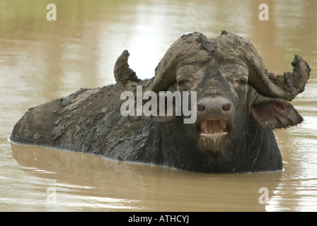 Un buffle africain taureau assis dans l'eau peu profonde bénéficiant d'un trou bourbeux Banque D'Images