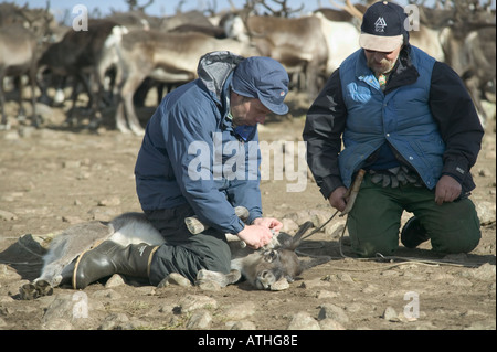 Un renne étant marqués par ses propriétaires ; Kuorpak, près de Jokkmokk, Laponie, Suède. Banque D'Images