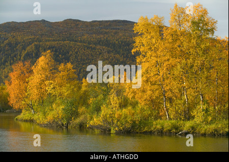 Couleurs d'automne dans le Delta Kvikkjokk Laponia Kvikkjokk nr Laponie Suède Banque D'Images