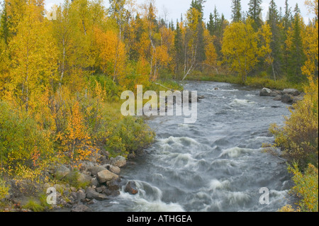 Une montagne rivière bordée d'arbres en automne couleurs nr Jokkmokk Suède Laponie Banque D'Images