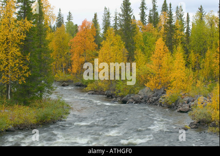 Une montagne rivière bordée d'arbres en automne couleurs nr Jokkmokk Suède Laponie Banque D'Images