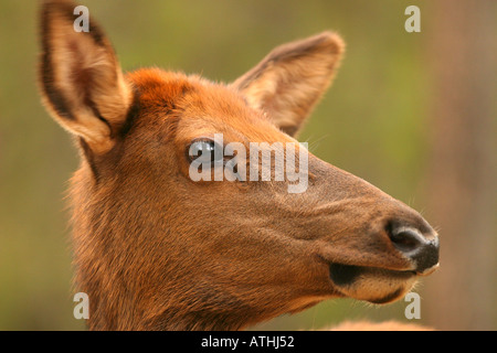 Wapiti de vache Banque D'Images