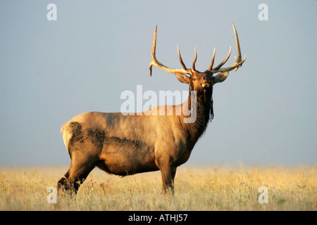 Bull elk Banque D'Images