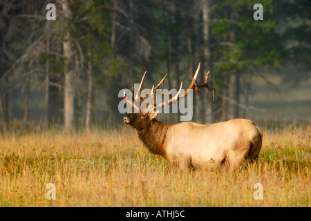 Bull elk Banque D'Images