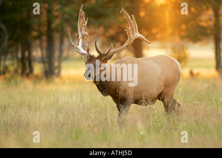 Bull elk Banque D'Images