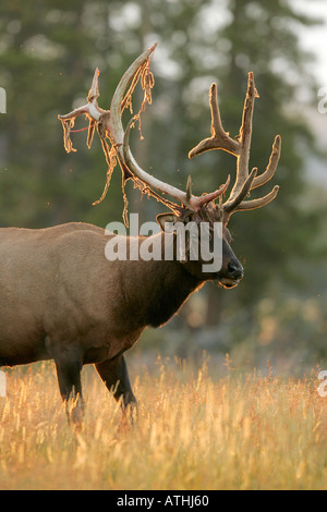 Bull elk Banque D'Images