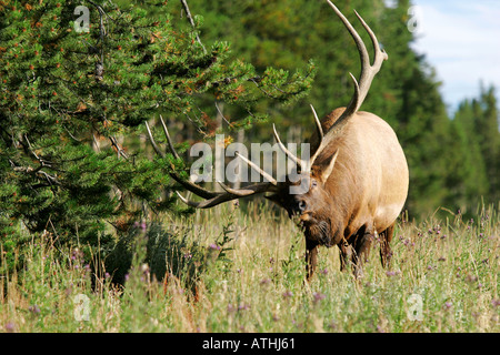 Bull elk Banque D'Images