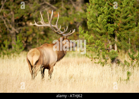 Bull elk Banque D'Images