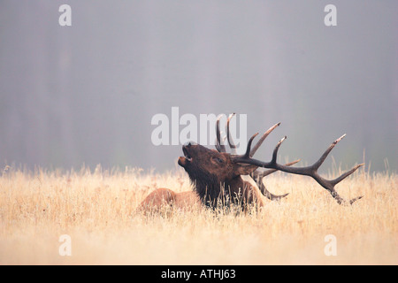 Bull elk Banque D'Images