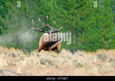 Bull elk Banque D'Images