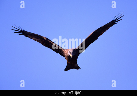 Brown Kite en vol Banque D'Images