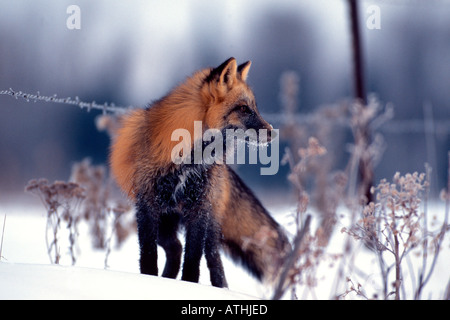 La phase red fox en hiver Banque D'Images