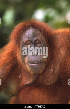 Femelle adulte orang-outan de Sumatra Banque D'Images