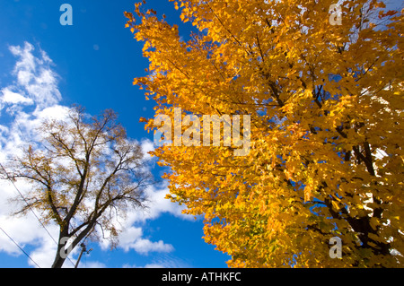 Les feuilles orange vif d'un érable à Fredericton Nouveau-Brunswick Canada Banque D'Images