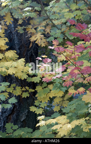 Belles couleurs d'automne dans le Nord de la Sierra montagnes dans le Nord de la Californie Banque D'Images