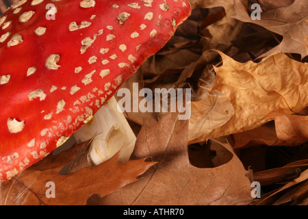 Agaric Toadstool et voler les feuilles d'automne Banque D'Images