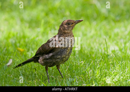 Blackbird juvénile on lawn Banque D'Images