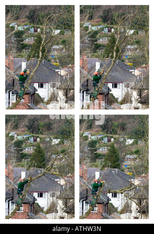 Séquence de quatre images montrant un arbre feller coupant à travers le tronc d'un arbre sur un lotissement à Sheffield en Grande-Bretagne'' Banque D'Images