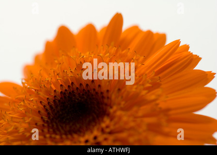 Calendula officinalis fleurs qui ont les usages médicinaux et sont souvent utilisés pour produire des médicaments pour traiter des conditions de la peau Banque D'Images