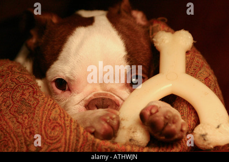 Boston Terrier Chiot Chien / fatigué et dormir sur un oreiller avec un os. Banque D'Images