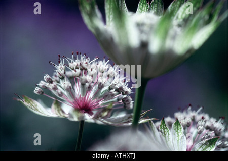 Close up d'un Astrantia en pleine floraison Banque D'Images