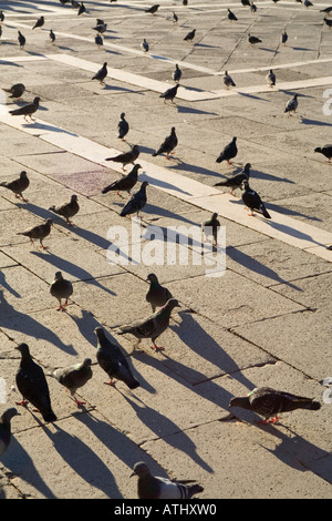 Dans les pigeons de la Place Saint Marc Venise Italie Banque D'Images