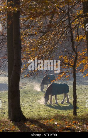 Les chevaux Clydesdale frosty sur un jour d'automne Banque D'Images