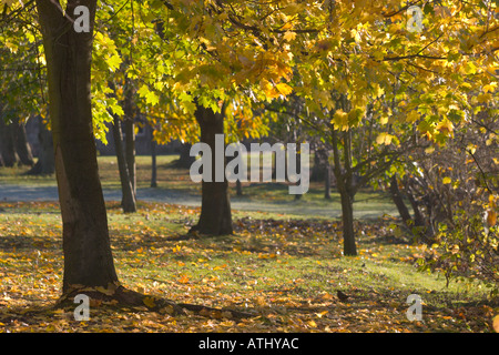 Automne doré feuilles d'érable à Pollok Park Banque D'Images