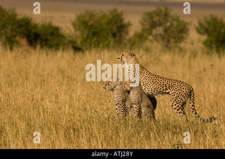 Le Guépard (Acinonyx jubatus) avec trois oursons, Masai Mara, Kenya Banque D'Images