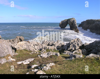 Les Castro, Gaviotes Villahormes falaises, Llanes, Asturias province, Espagne Banque D'Images