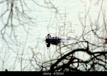 La silhouette d'un Canard colvert,piscine sur Tittisworth dans Staffordshire England réservoir. Banque D'Images