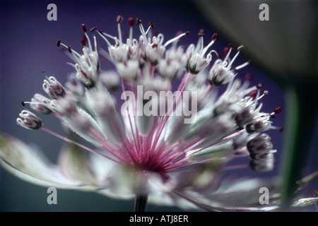 Close up d'un Astrantia en pleine floraison Banque D'Images