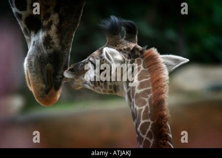 Une mère et bébé girafe nuzzle ensemble Banque D'Images