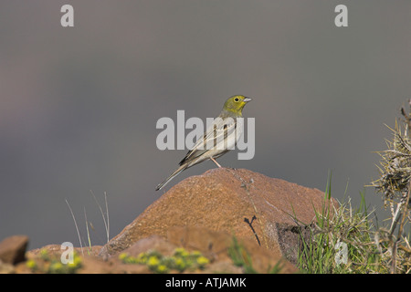 Cinereous Bunting Emberiza cineracea homme perché sur rock à Lesbos, Grèce en avril. Banque D'Images