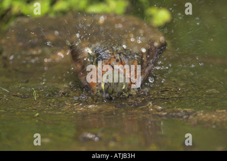 Cirl Bunting Emberiza cirlus baignade mâles dans les petites piscine d'eau douce dans la région de Lesbos, Grèce en avril. Banque D'Images