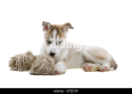 Siberian husky puppy dog isolé sur fond blanc Banque D'Images