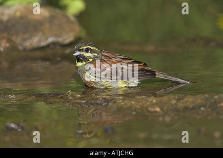 Cirl Bunting Emberiza cirlus baignade mâles dans les petites piscine d'eau douce dans la région de Lesbos, Grèce en avril. Banque D'Images