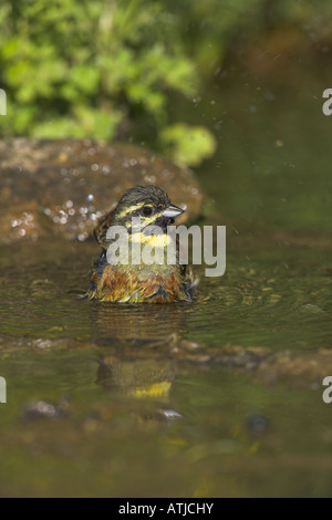 Cirl Bunting Emberiza cirlus baignade mâles dans les petites piscine d'eau douce dans la région de Lesbos, Grèce en avril. Banque D'Images