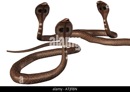 Groupe des serpents Cobra marron sur fond blanc. Banque D'Images