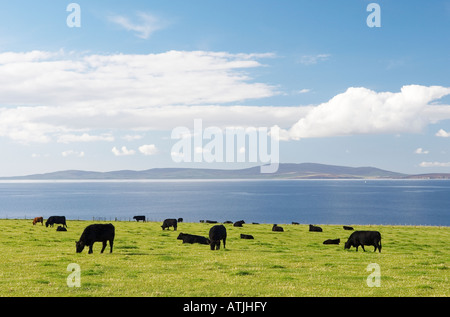 Sw sur Scapa Flow de près de St Margaret's Hope sur l'île de South Ronaldsay, Orcades, en Écosse. Le pâturage pâturage d'été Banque D'Images