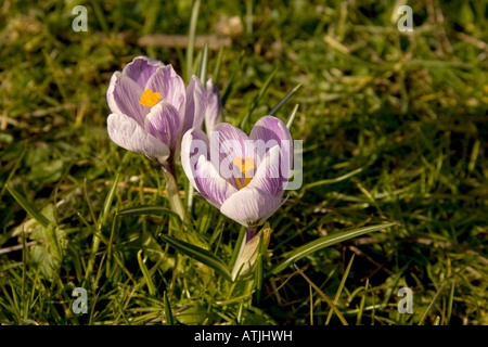 Vue rapprochée du printemps Crocus Crocus Crocus vernus Hollandais des fleurs dans l'herbe au soleil Banque D'Images