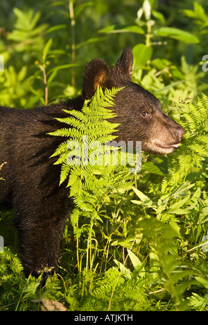 American black bear cub, Ursus americanus, Minnesota, USA Banque D'Images