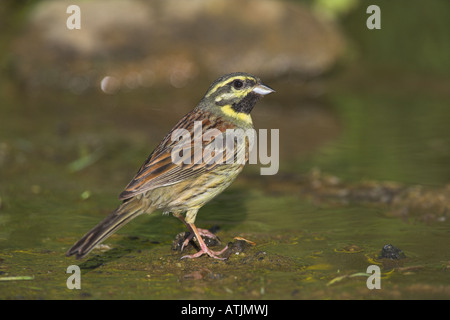 Cirl Bunting Emberiza cirlus baignade mâles dans les petites piscine d'eau douce dans la région de Lesbos, Grèce en avril. Banque D'Images