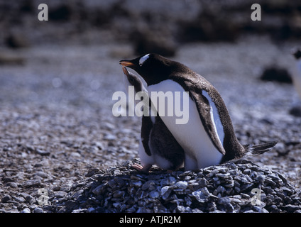 Zoologie / animaux, oiseaux, pingouins, Gentoo pingouin, (Pygoscelis papua), avec l'Antarctique, CUB, distribution : l'Antarctique, Additional-Rights Clearance-Info-Not-Available- Banque D'Images