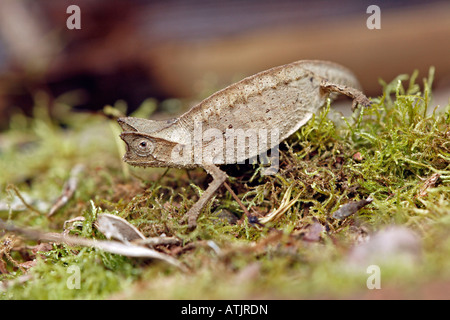 Horned Chameleon Feuilles Banque D'Images